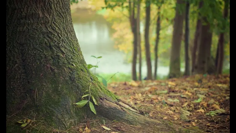 מדיטציה לניקוי וטעינה אנרגטית במקום הבטוח