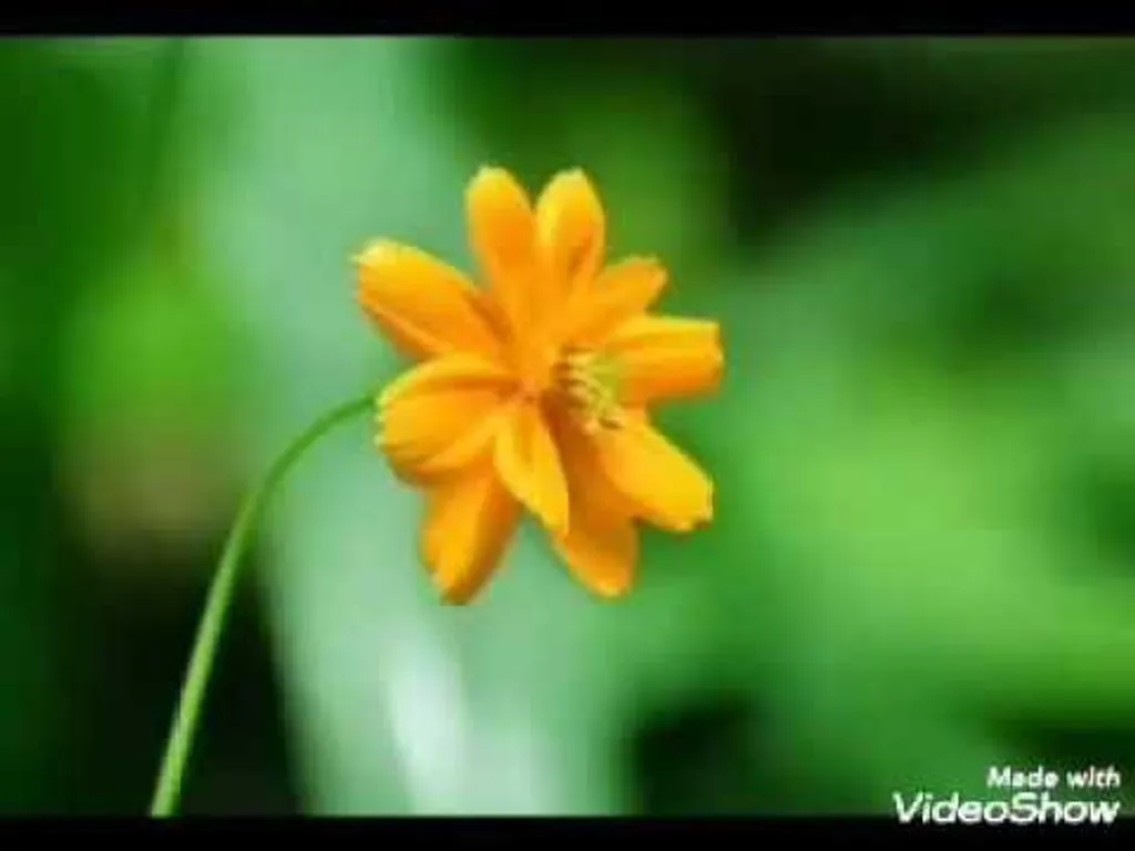 מדיטציה לילדים לרוגע ושלווה לפני השינה – איריס יער אמור