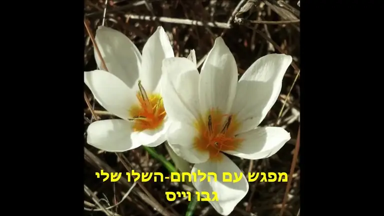 מדיטציה למפגש עם הלוחם-השלו שבתוכי