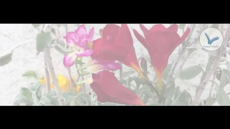 עשר דקות מדיטציה עם פרופ׳ יעקב רז