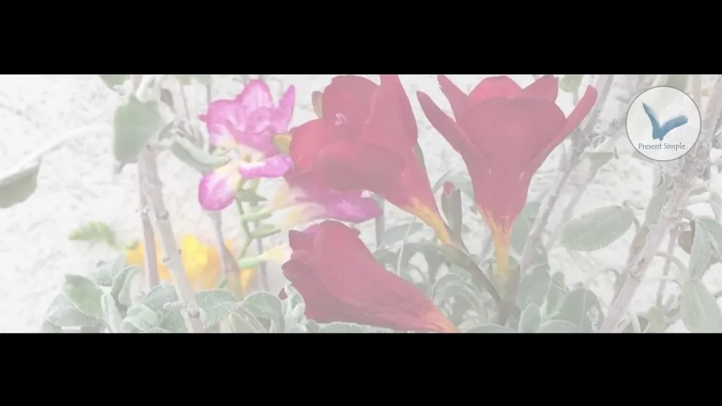 עשר דקות מדיטציה עם פרופ׳ יעקב רז