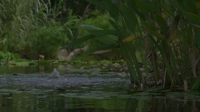 מדיטציה לפני השינה לילדים