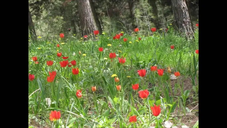 מדיטציית שפע