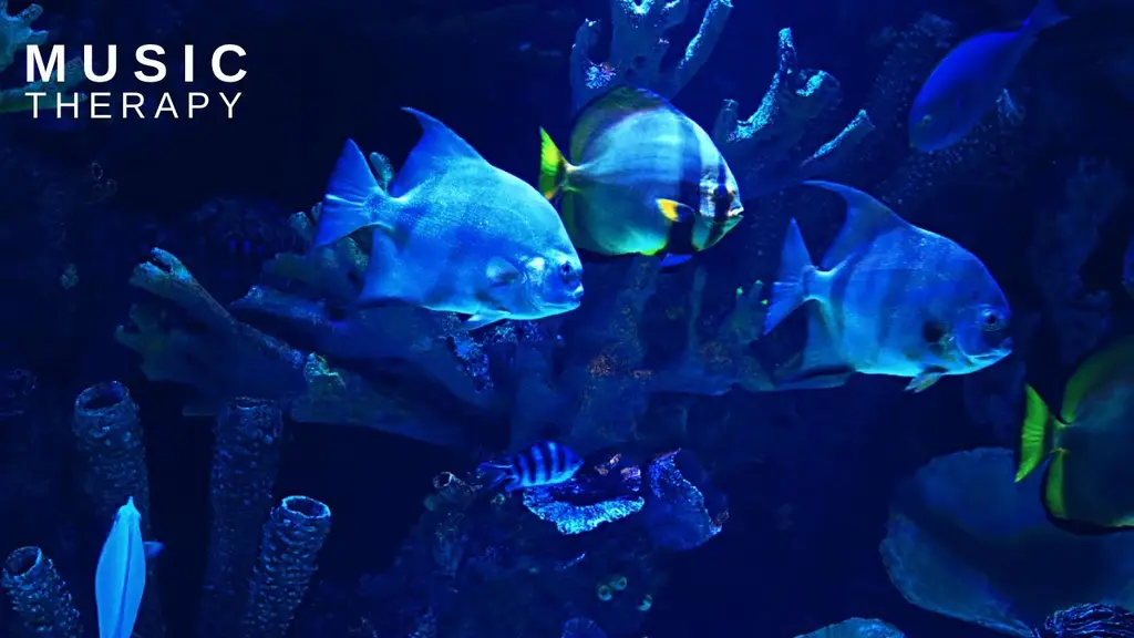 מוזיקה מרגיעה ויפה ♥ עם צלילי אקווריום מרגיעים ומראה דגים מרהיב 🐟 רקע מרגיע ויפיפה להאזנה וצפייה