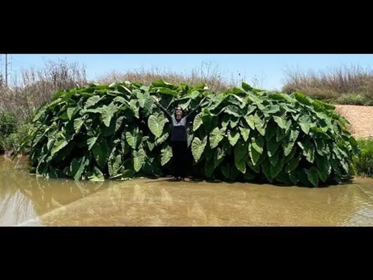 מדיטציית הרפיית שרירים לפני השינה. #מדיטציה #מסרים #רייקי #מסר_שבועי #מיינדפולנס #טיפים #nlp #קורס