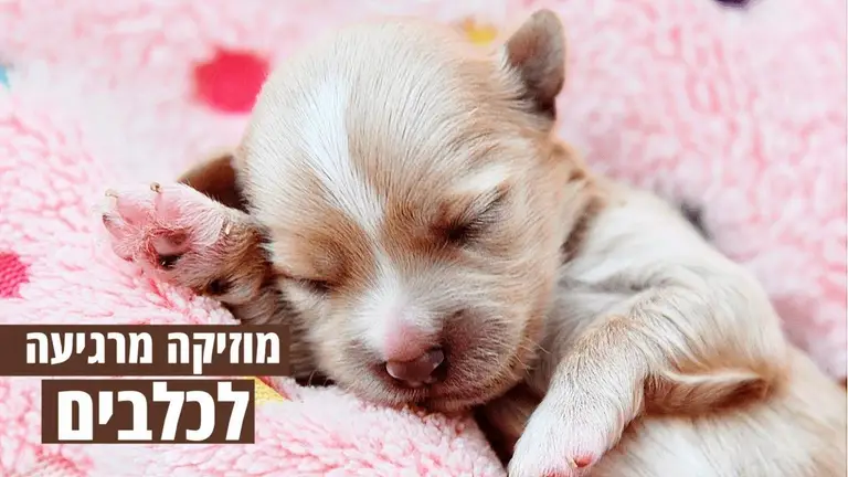 מוזיקה מרגיעה לכלבים לשינה – להרגיע כלב בעזרת מוזיקה ומנגינה