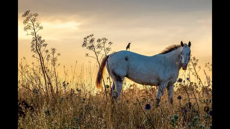 מדיטציה לילדים לפני השינה