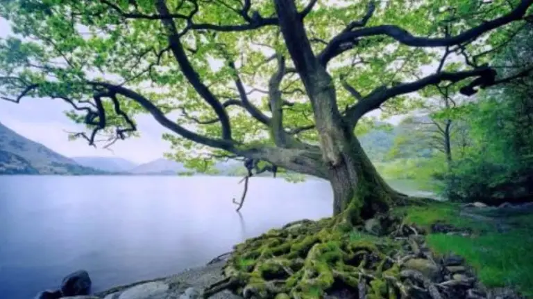 מדיטציה לריפוי עצמי