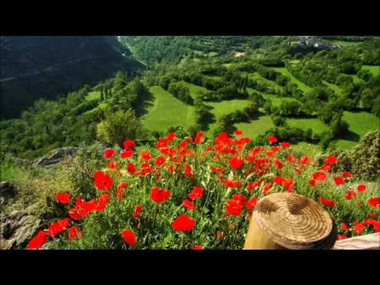 מדיטציית טבע החיים – לשחרור,זרימה ואהבה