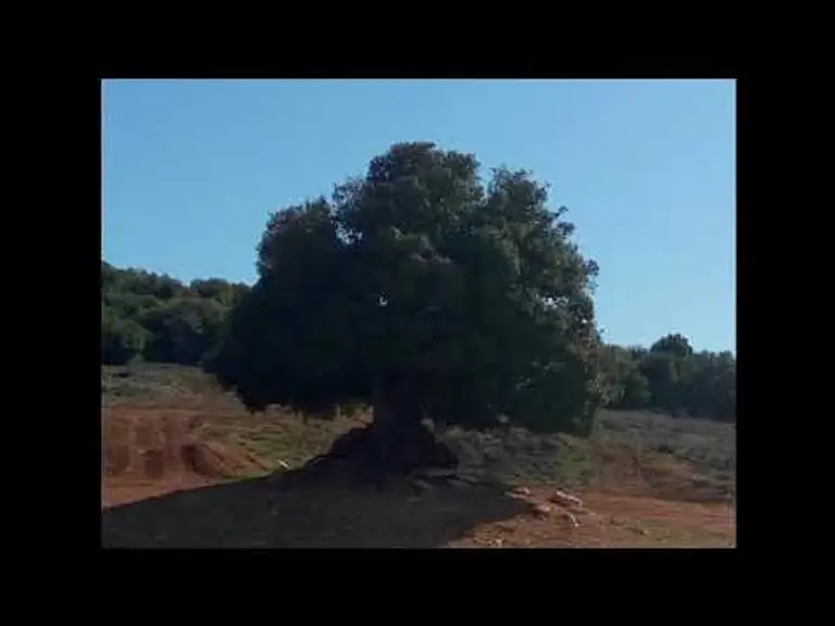 העץ – דמיון מודרך לחיזוק הביטחון העצמי וכוחות הנפש