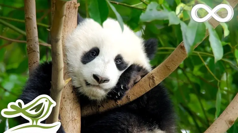 Beautiful Relaxing Music – Soothing Piano Music & Guitar Music with Birds Chirping