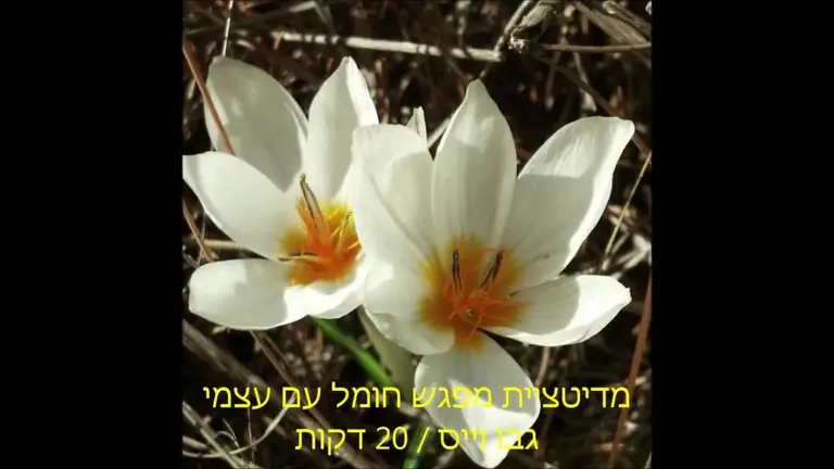 מדיטציה ליציבות ושחרור מחשבות טורדניות