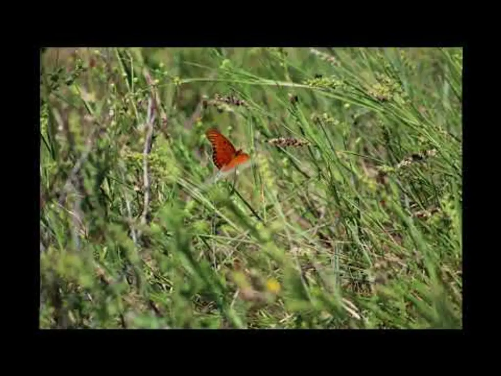 מדיטציה לשפע – הגולם (לשמיעה לפני שינה) – דמיון מודרך להגשמת חלומות וליצירת שינוי