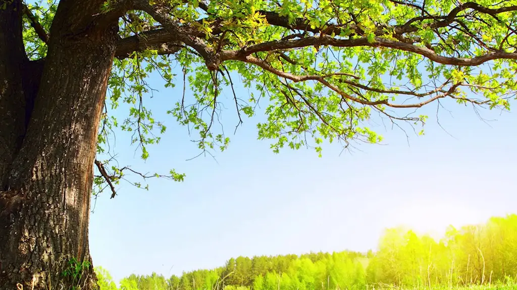 הרפית שרירים ודמיון מודרך