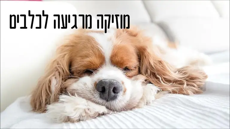 מוזיקה מרגיעה לכלבים 🐕🎹 לשינה טובה ולהרגעה, הורדת לחץ ומתח