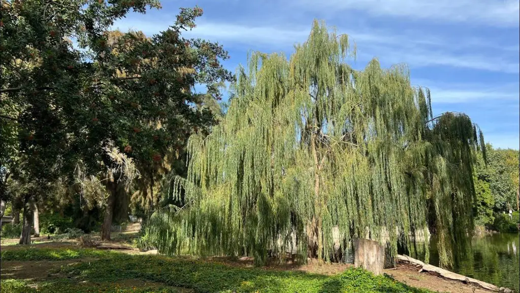 מדיטציה לרגיעה לפני השינה לניקוי היום שחלף