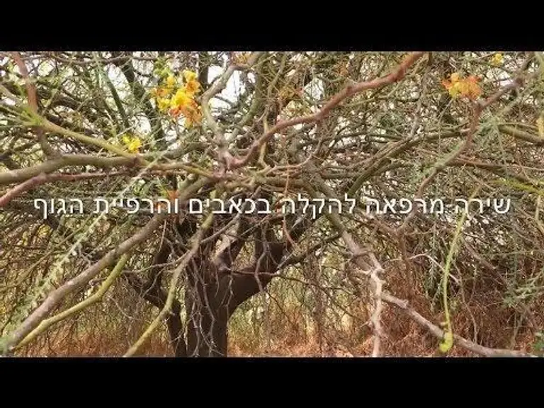 Healing Voices  | Relaxing music for pain relief  מוזיקה מרגיעה לפני השינה- אביגיל אמסטר