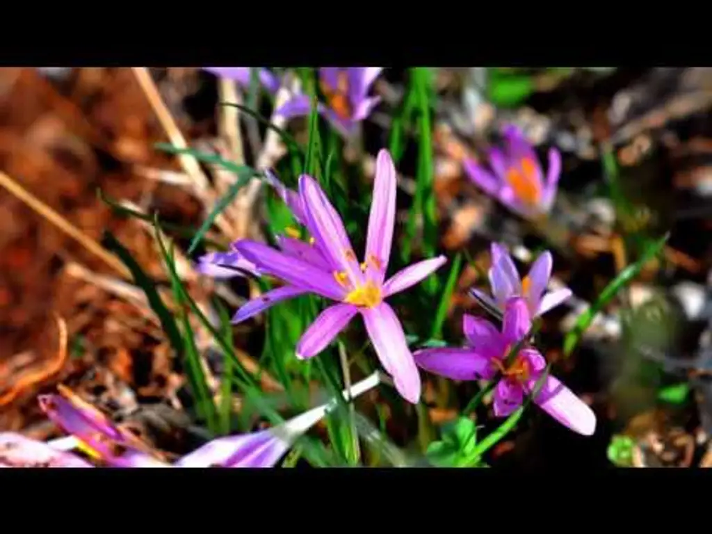 איך להרדים ילדים בקלות (דמיון מודרך)(שינה)(ילדים)