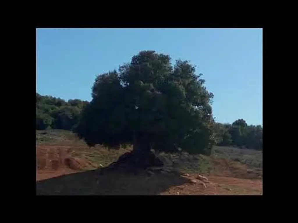 העץ (לשמיעה לפני השינה) – דמיון מודרך לחיזוק הביטחון העצמי וכוחות הנפש