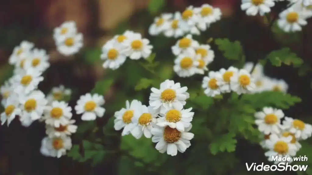 מדיטציה לשינה טובה ורגועה – איריס יער אמור