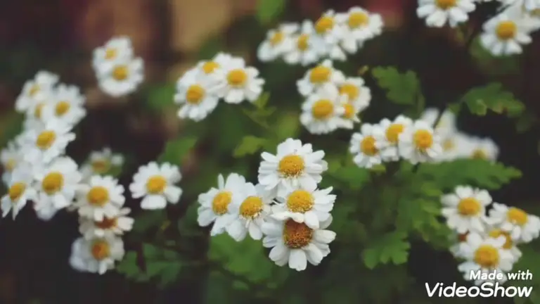 מדיטציה לשינה טובה ורגועה – איריס יער אמור