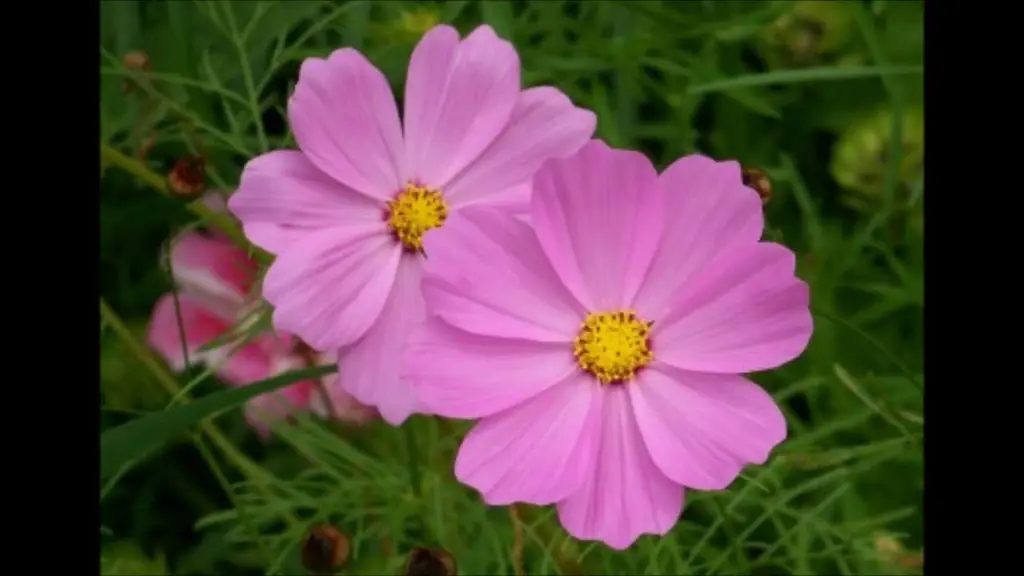 הרפיה, לטיפול בכאבי ראש. ד"ר ברוך אליצור, פסיכולוג