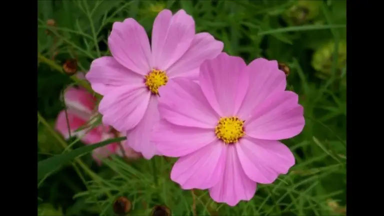 הרפיה, לטיפול בכאבי ראש. ד"ר ברוך אליצור, פסיכולוג