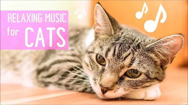 מוזיקה לחתולים – צלילים מרגיעים לחתולים להורדת לחץ ומתח נפשי