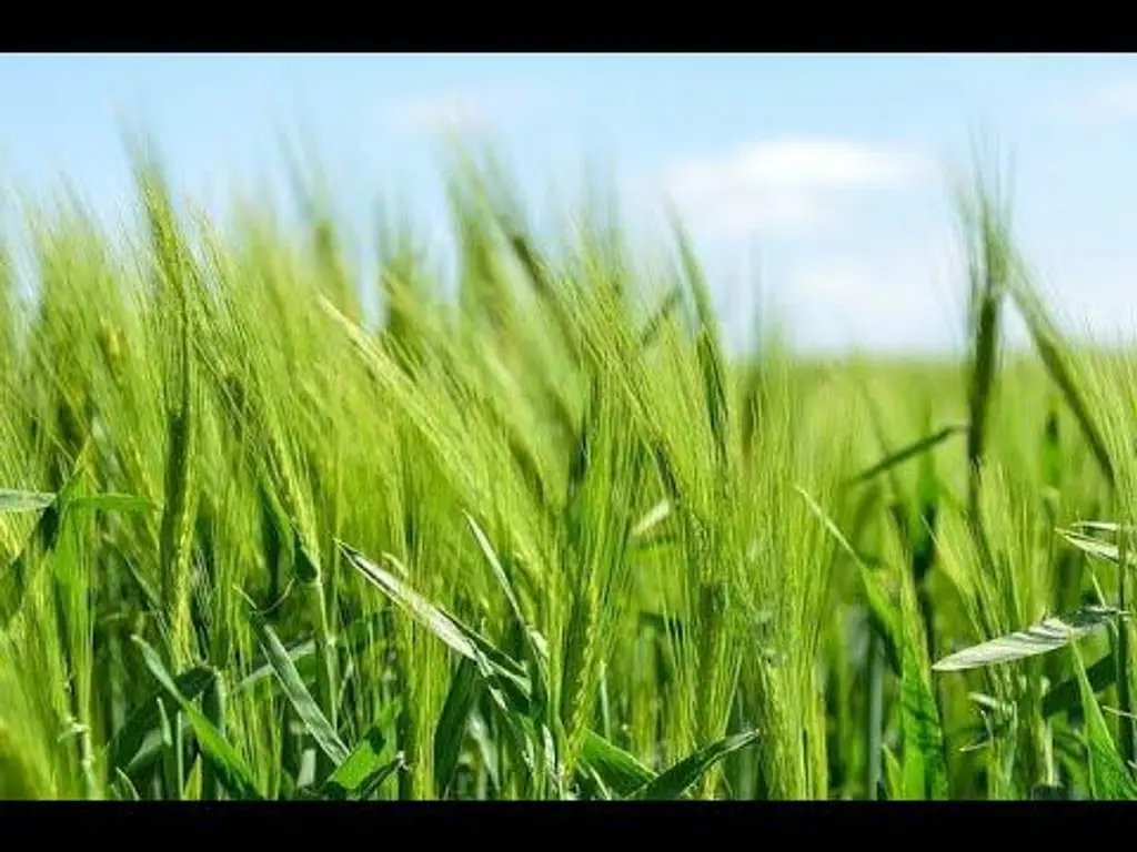 מדיטציית ירידה במשקל לנשים – בהנחיית מירב אסיא