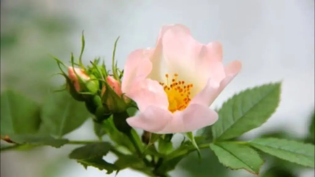 ניקוי המוח ממחשבות טורדניות ולשיפור כושר הריכוז והזיכרו ד״ר ברוך אליצור, פסיכולוג