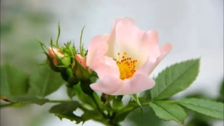 ניקוי המוח ממחשבות טורדניות ולשיפור כושר הריכוז והזיכרו ד״ר ברוך אליצור, פסיכולוג