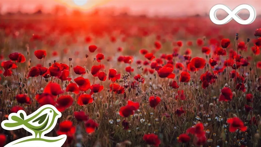 Beautiful Piano Music: Relaxing Music, Romantic Music, Sleep Music, Study Music ★132