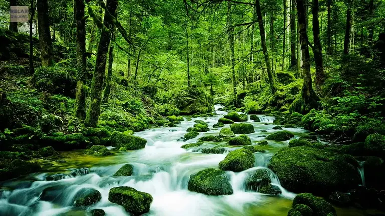 מוזיקה מרגיעה – 12 שעות!