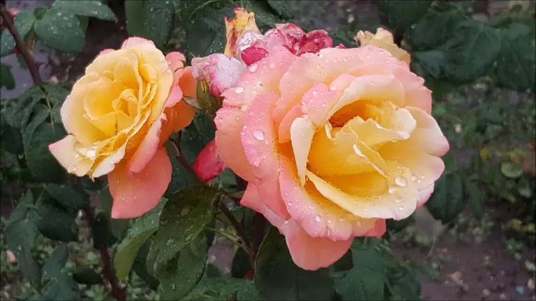 מדיטציה לשחרור חסמים מתת המודע